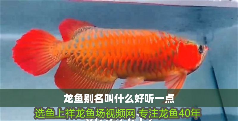 龍魚別名叫什么好聽一點