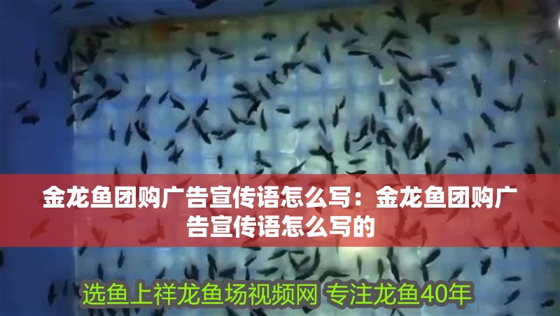 金龍魚團購廣告宣傳語怎么寫：金龍魚團購廣告宣傳語怎么寫的