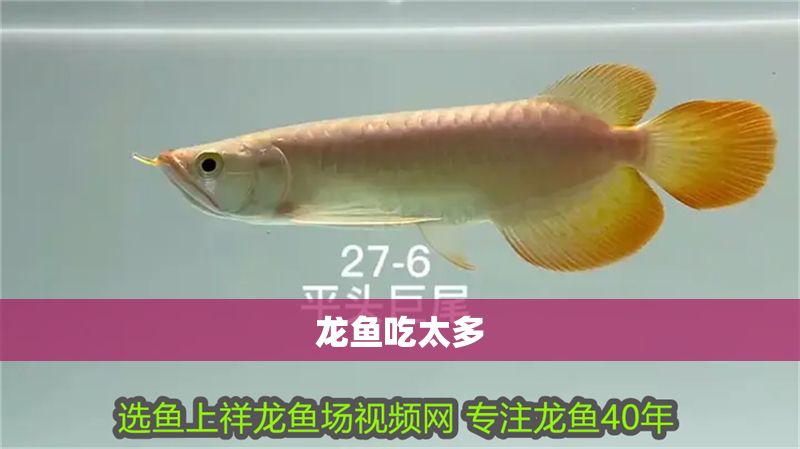 龍魚吃太多