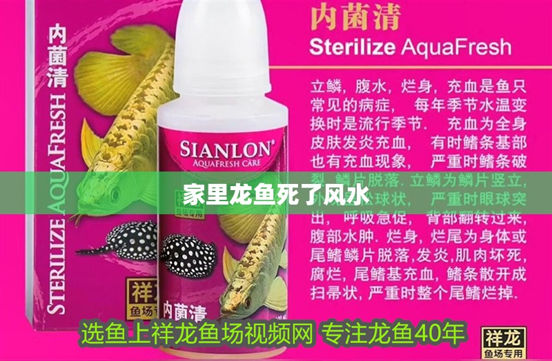 家里龍魚死了風水