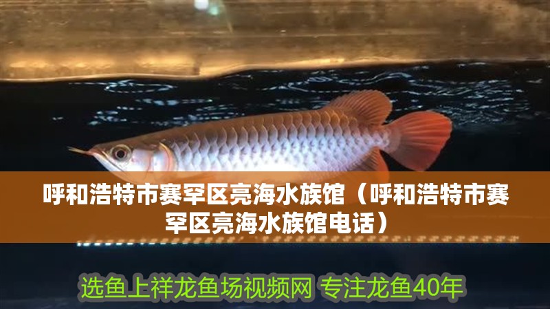 呼和浩特市賽罕區亮海水族館（呼和浩特市賽罕區亮海水族館電話）