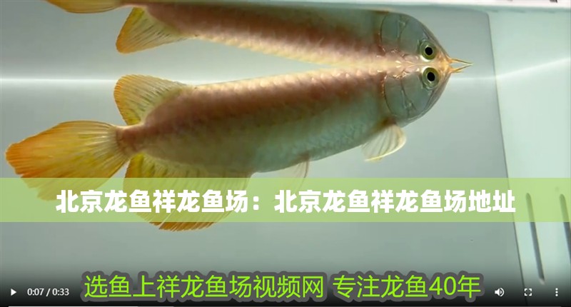 北京龍魚祥龍魚場：北京龍魚祥龍魚場地址