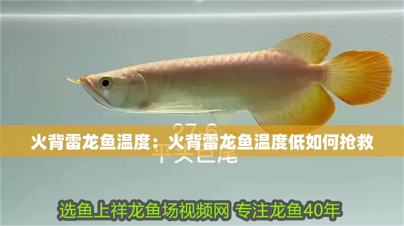 火背雷龍魚溫度：火背雷龍魚溫度低如何搶救