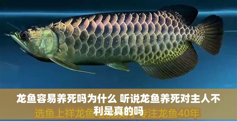 龍魚容易養死嗎為什么 聽說龍魚養死對主人不利是真的嗎 龍魚容易養死嗎為什么 聽說龍魚養死對主人不利是真的嗎 龍魚百科 第1張