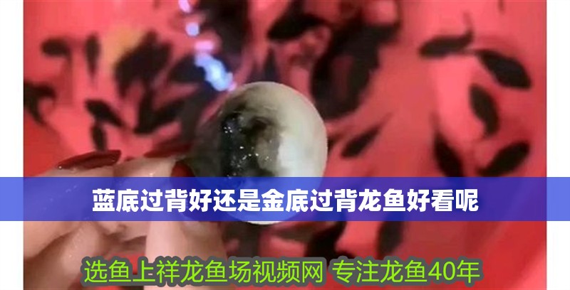 藍底過背好還是金底過背龍魚好看呢