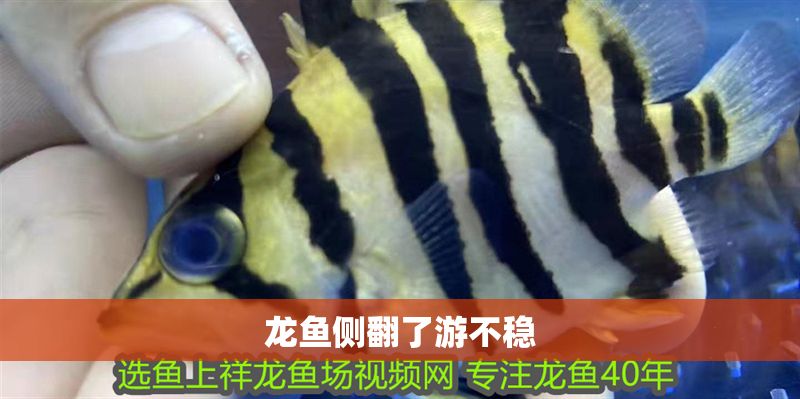 龍魚(yú)側(cè)翻了游不穩(wěn)