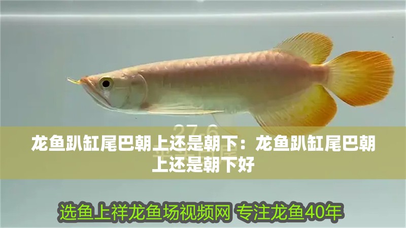 龍魚趴缸尾巴朝上還是朝下：龍魚趴缸尾巴朝上還是朝下好