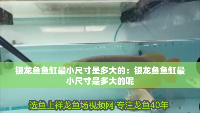 銀龍魚魚缸最小尺寸是多大的:銀龍魚魚缸最小尺寸是多大的呢 水族問答 銀龍魚魚缸最小尺寸是多大的:銀龍魚魚缸最小尺寸是多大的呢 銀龍魚魚缸最小尺寸是多大的:銀龍魚魚缸最小尺寸是多大的呢 水族問答