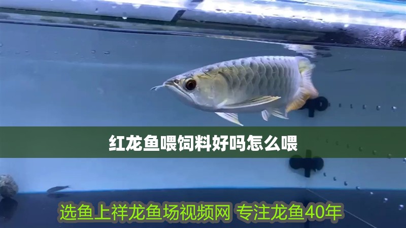 紅龍魚喂飼料好嗎怎么喂