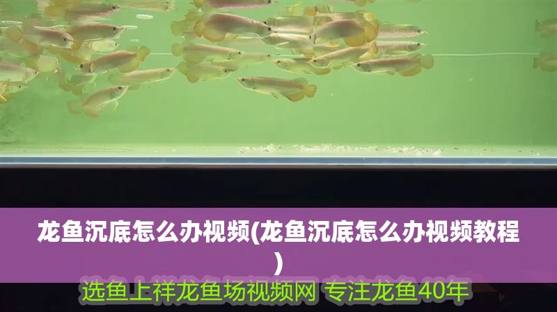 龍魚沉底怎么辦視頻(龍魚沉底怎么辦視頻教程)