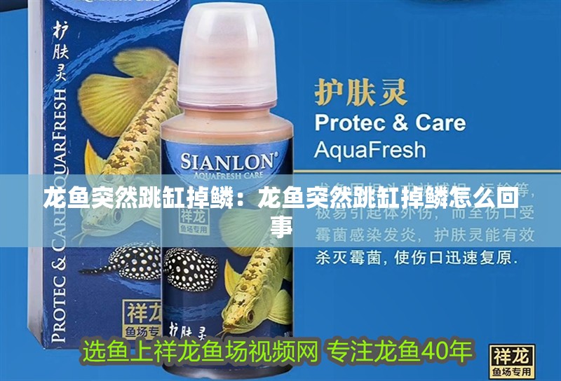 龍魚突然跳缸掉鱗：龍魚突然跳缸掉鱗怎么回事