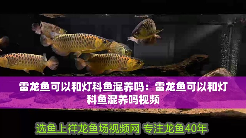 雷龍魚可以和燈科魚混養嗎:雷龍魚可以和燈科魚混養嗎視頻 水族問答 雷龍魚可以和燈科魚混養嗎:雷龍魚可以和燈科魚混養嗎視頻 雷龍魚可以和燈科魚混養嗎:雷龍魚可以和燈科魚混養嗎視頻 水族問答
