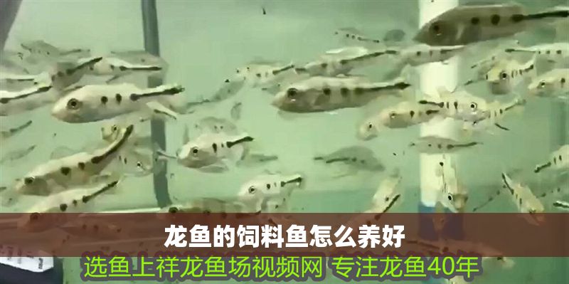 龍魚的飼料魚怎么養好