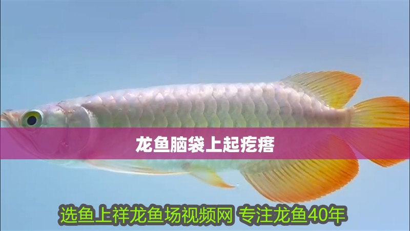 龍魚腦袋上起疙瘩