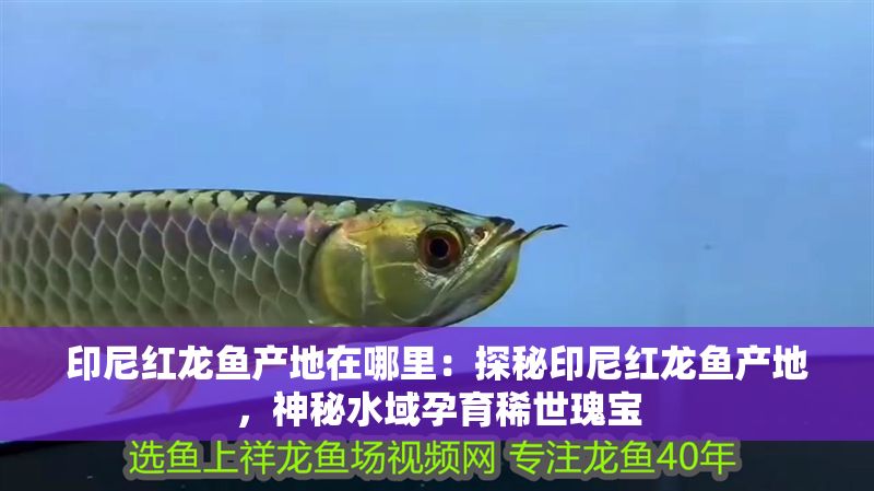 印尼紅龍魚產地在哪里：探秘印尼紅龍魚產地，神秘水域孕育稀世瑰寶
