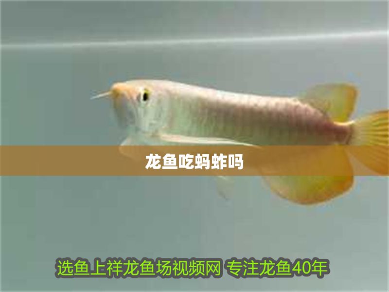 龍魚吃螞蚱嗎