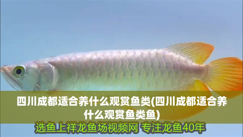 四川成都適合養什么觀賞魚類(四川成都適合養什么觀賞魚類魚)