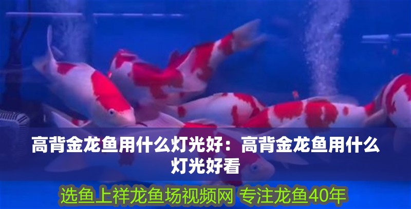 高背金龍魚用什么燈光好:高背金龍魚用什么燈光好看