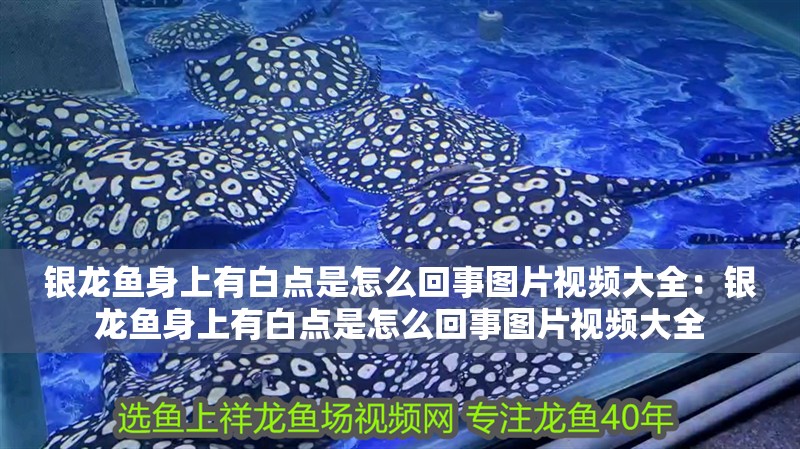 銀龍魚身上有白點(diǎn)是怎么回事圖片視頻大全：銀龍魚身上有白點(diǎn)是怎么回事圖片視頻大全
