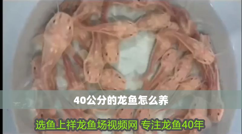 40公分的龍魚怎么養