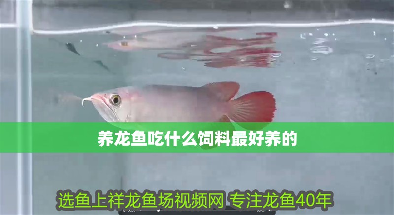 養龍魚吃什么飼料最好養的