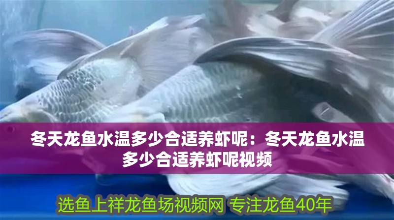 冬天龍魚水溫多少合適養蝦呢:冬天龍魚水溫多少合適養蝦呢視頻