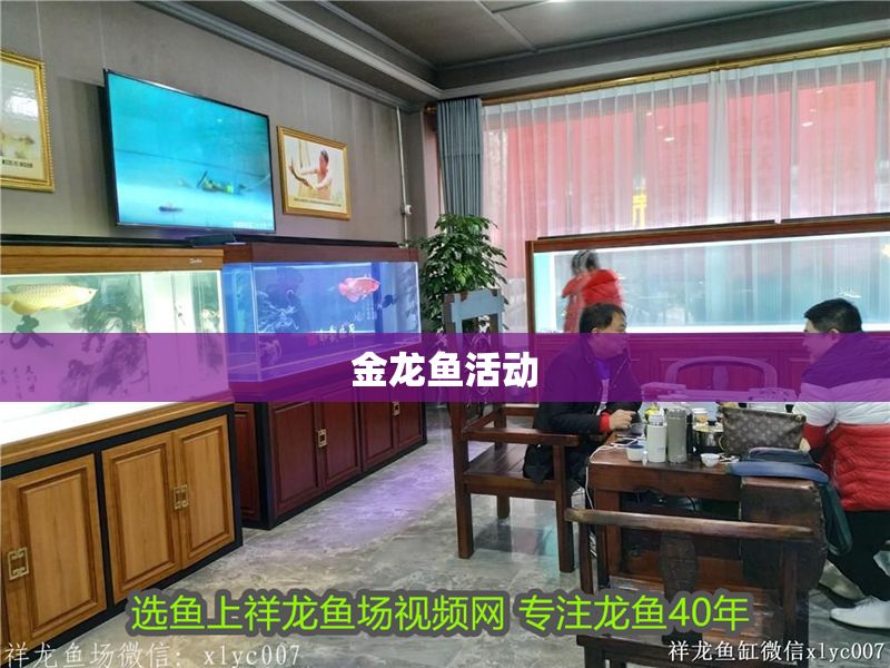 金龍魚活動