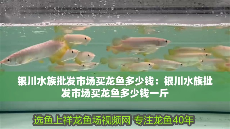 銀川水族批發(fā)市場買龍魚多少錢：銀川水族批發(fā)市場買龍魚多少錢一斤