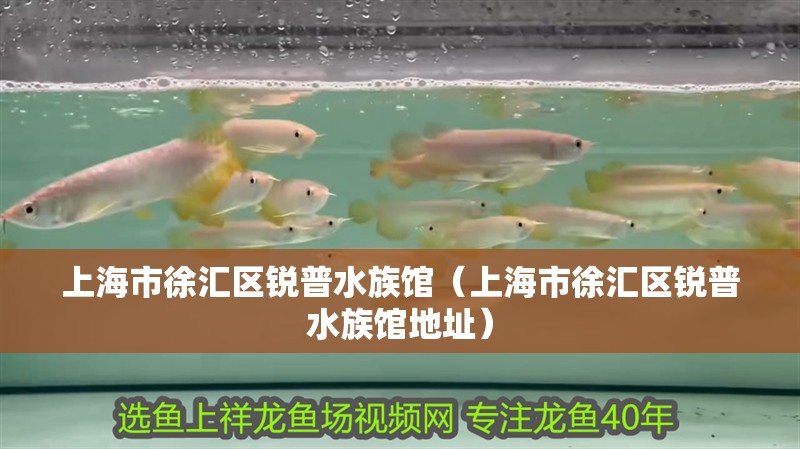 上海市徐匯區銳普水族館（上海市徐匯區銳普水族館地址） 上海市徐匯區銳普水族館（上海市徐匯區銳普水族館地址） 全國水族館企業名錄 第1張