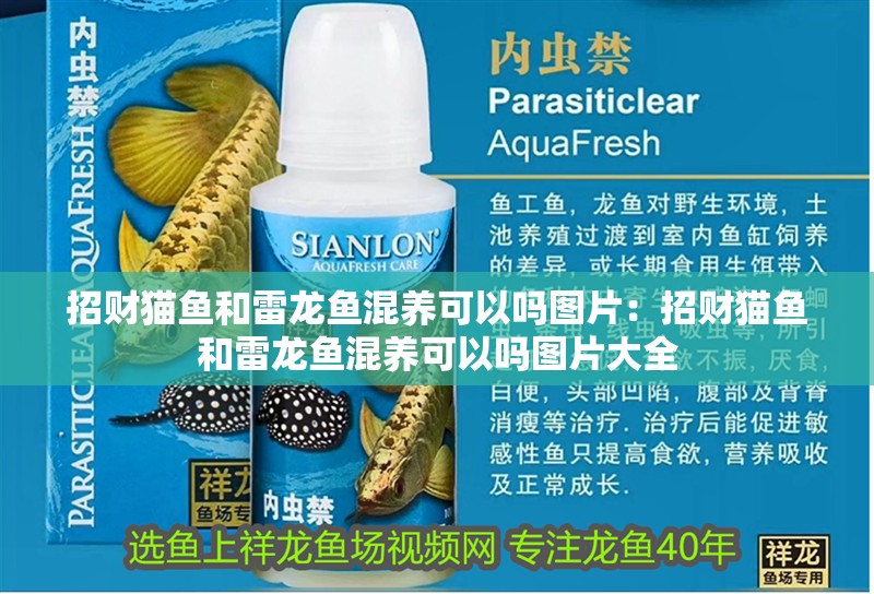 招財貓魚和雷龍魚混養可以嗎圖片：招財貓魚和雷龍魚混養可以嗎圖片大全