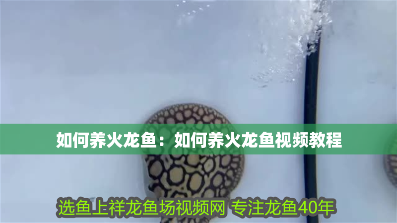 如何養火龍魚：如何養火龍魚視頻教程