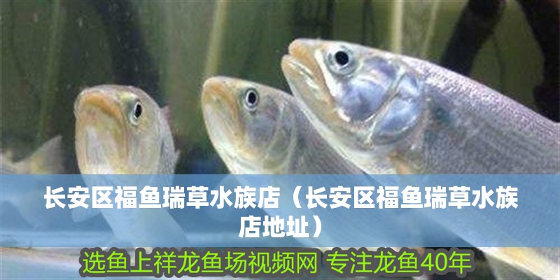 長安區福魚瑞草水族店（長安區福魚瑞草水族店地址）