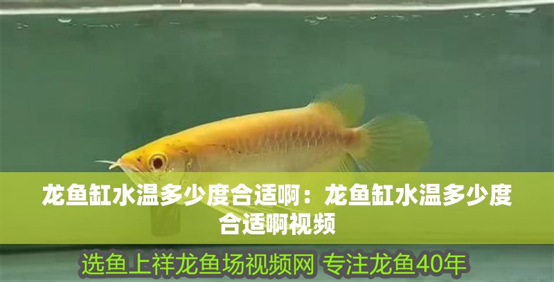 龍魚缸水溫多少度合適啊：龍魚缸水溫多少度合適啊視頻