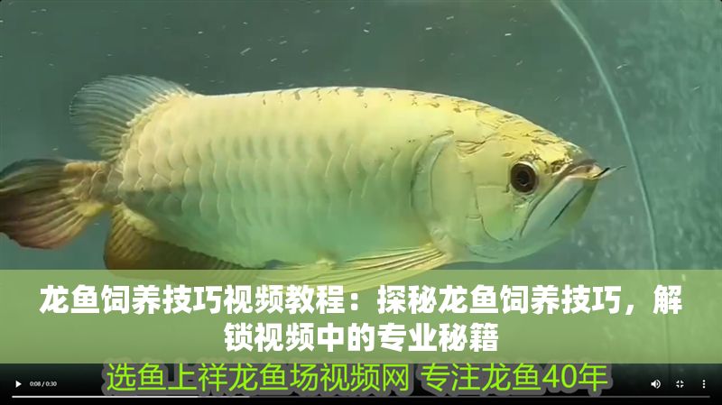 龍魚飼養技巧視頻教程：探秘龍魚飼養技巧，解鎖視頻中的專業秘籍