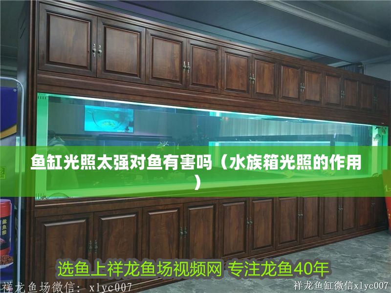 魚缸光照太強對魚有害嗎（水族箱光照的作用）