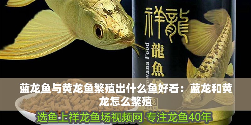 藍龍魚與黃龍魚繁殖出什么魚好看：藍龍和黃龍怎么繁殖