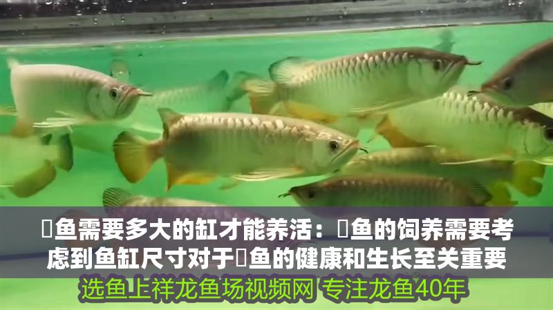 魟魚需要多大的缸才能養活：魟魚的飼養需要考慮到魚缸尺寸對于魟魚的健康和生長至關重要