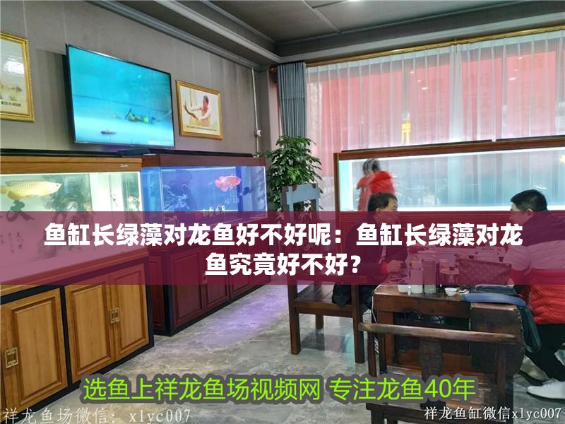 魚缸長綠藻對龍魚好不好呢:魚缸長綠藻對龍魚究竟好不好? 龍魚百科 第1張 魚缸長綠藻對龍魚好不好呢:魚缸長綠藻對龍魚究竟好不好? 魚缸長綠藻對龍魚好不好呢:魚缸長綠藻對龍魚究竟好不好? 龍魚百科 第1張