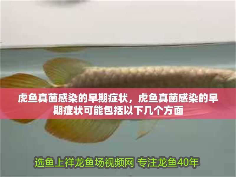 虎魚真菌感染的早期癥狀，虎魚真菌感染的早期癥狀可能包括以下幾個方面 虎魚真菌感染的早期癥狀，虎魚真菌感染的早期癥狀可能包括以下幾個方面 虎魚百科 第2張