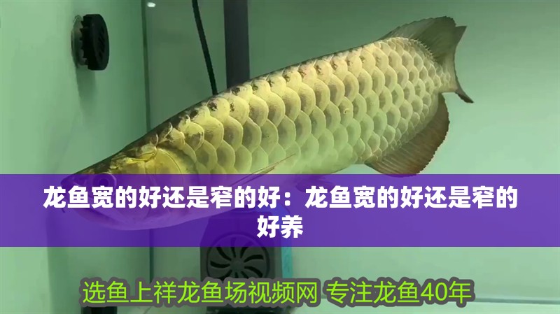 龍魚寬的好還是窄的好：龍魚寬的好還是窄的好養(yǎng)