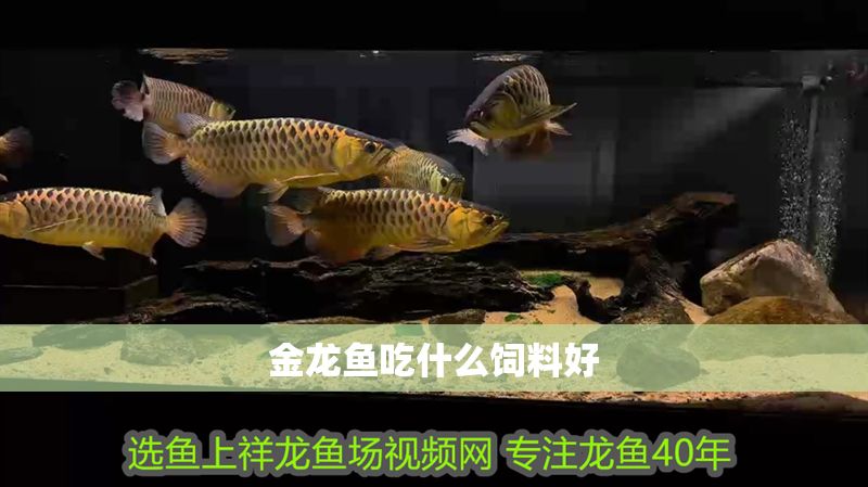 金龍魚吃什么飼料好