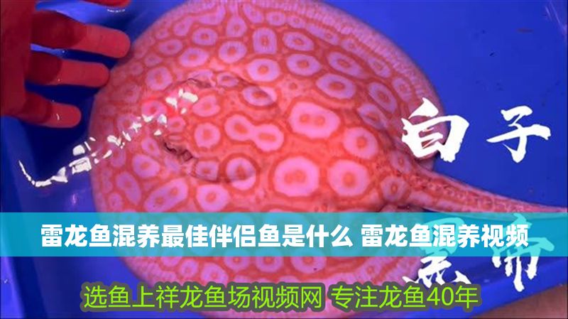 雷龍魚混養最佳伴侶魚是什么 雷龍魚混養視頻