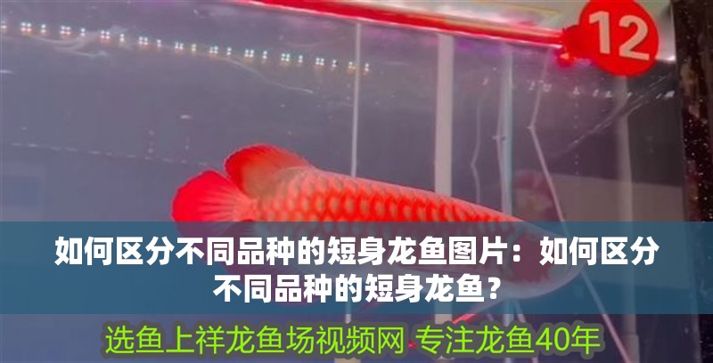 如何區(qū)分不同品種的短身龍魚圖片：如何區(qū)分不同品種的短身龍魚？