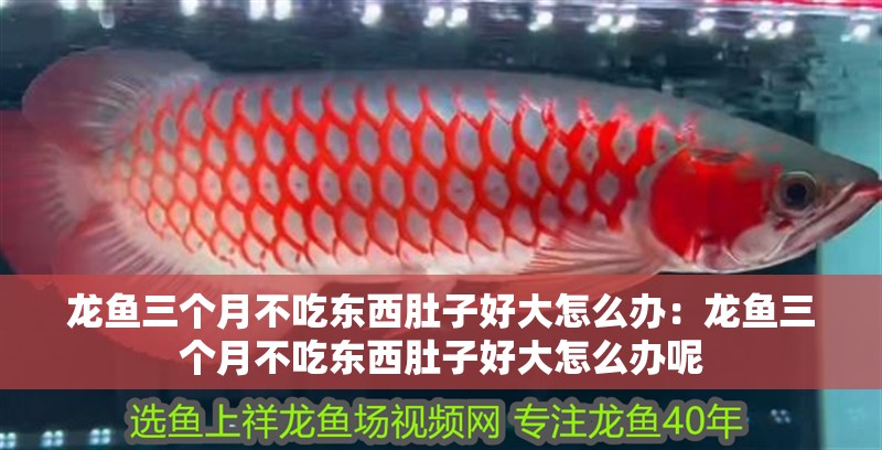 龍魚三個(gè)月不吃東西肚子好大怎么辦：龍魚三個(gè)月不吃東西肚子好大怎么辦呢
