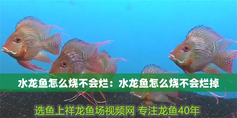 水龍魚怎么燒不會爛：水龍魚怎么燒不會爛掉