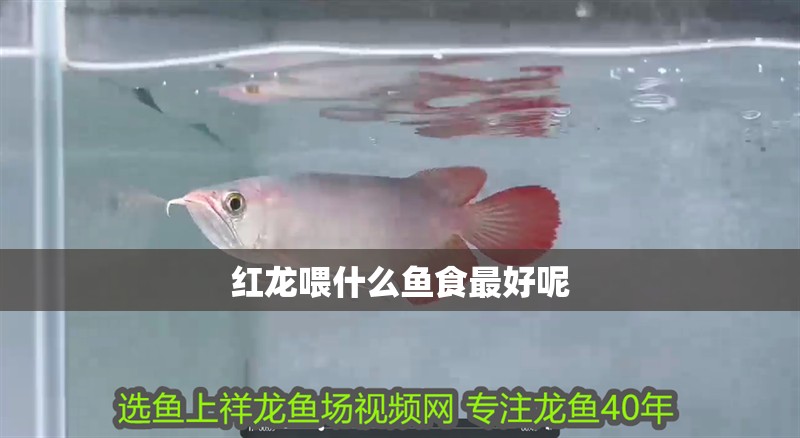 紅龍喂什么魚食最好呢