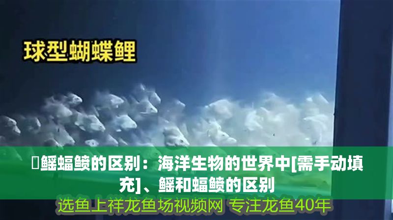 魟鰩蝠鲼的區(qū)別：海洋生物的世界中[需手動填充]、鰩和蝠鲼的區(qū)別