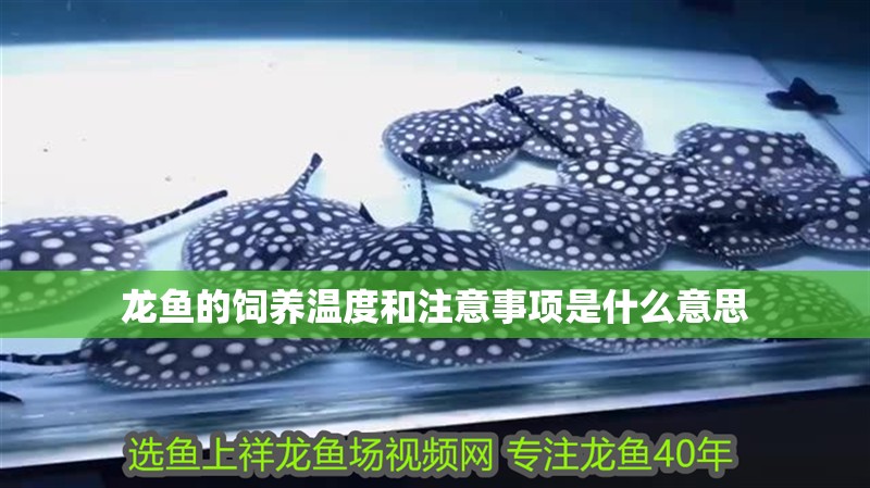 龍魚的飼養溫度和注意事項是什么意思