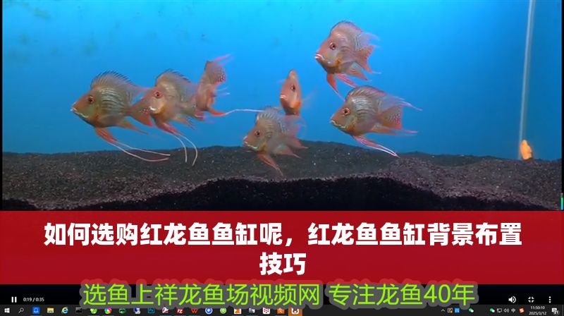 如何選購紅龍魚魚缸呢，紅龍魚魚缸背景布置技巧