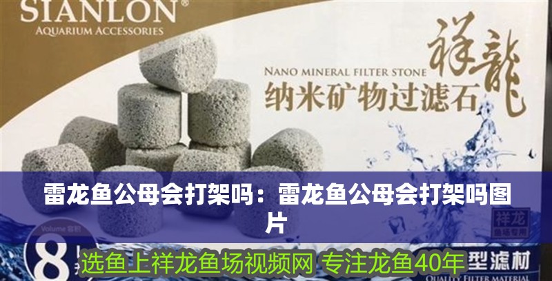 雷龍魚公母會打架嗎：雷龍魚公母會打架嗎圖片